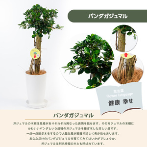 2026年1月中旬～発送【観葉植物】パンダガジュマル 65cm～75cm 前園植物園 IB002-005 観葉植物 ※北海道・沖縄・離島配送不可