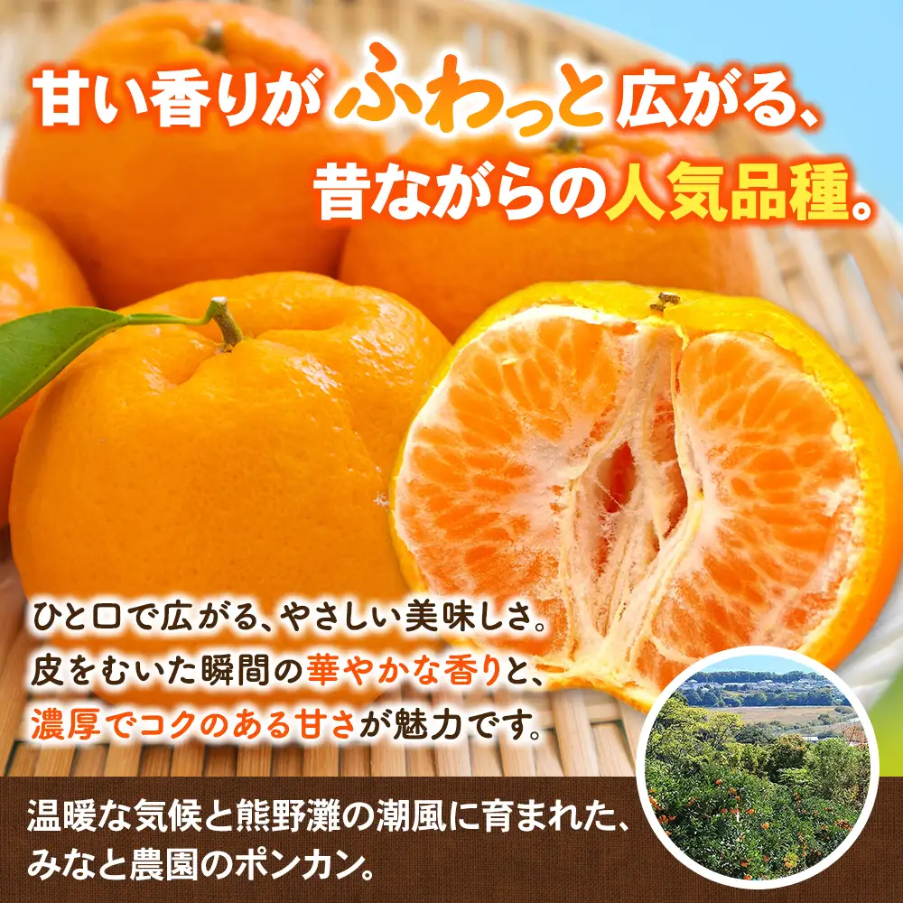 【先行予約】ポンカン みなと農園のポンカン 約5kg 【mntf0011】