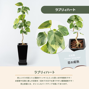 2026年9月上旬～発送【観葉植物】ラブリィハート 60cm～80cm【農林水産省 品種登録】T&P IB057-008 観葉植物 ※北海道・沖縄・離島配送不可