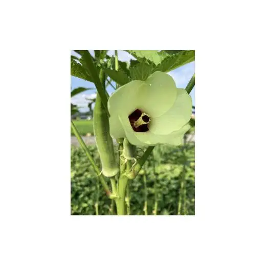 【先行予約受付中】無農薬　無化学肥料　無除草剤　夏のお野菜セット（旬の有機野菜5～10種類前後）
