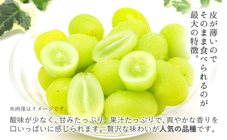 【2ヶ月定期便】【秀品】先行予約 シャインマスカット 約1.3kg (2-3房)/月×2回 フルーツ 果物 送料無料 葡萄 ぶどう マスカット 鶴田農園 熊本県荒尾市産《8月下旬-9月下旬頃出荷》 美味しいシャインマスカット 旬のシャインマスカット ジューシーシャインマスカット フルーツシャインマスカット