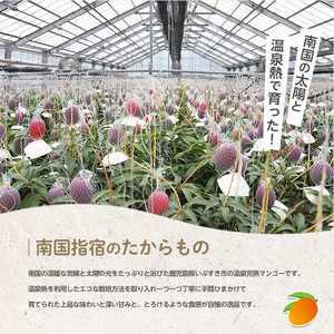 【2026年発送 先行予約】温泉 完熟 マンゴー 約2kg 4～6個 T&P IB057-002 マンゴー フルーツ 果物