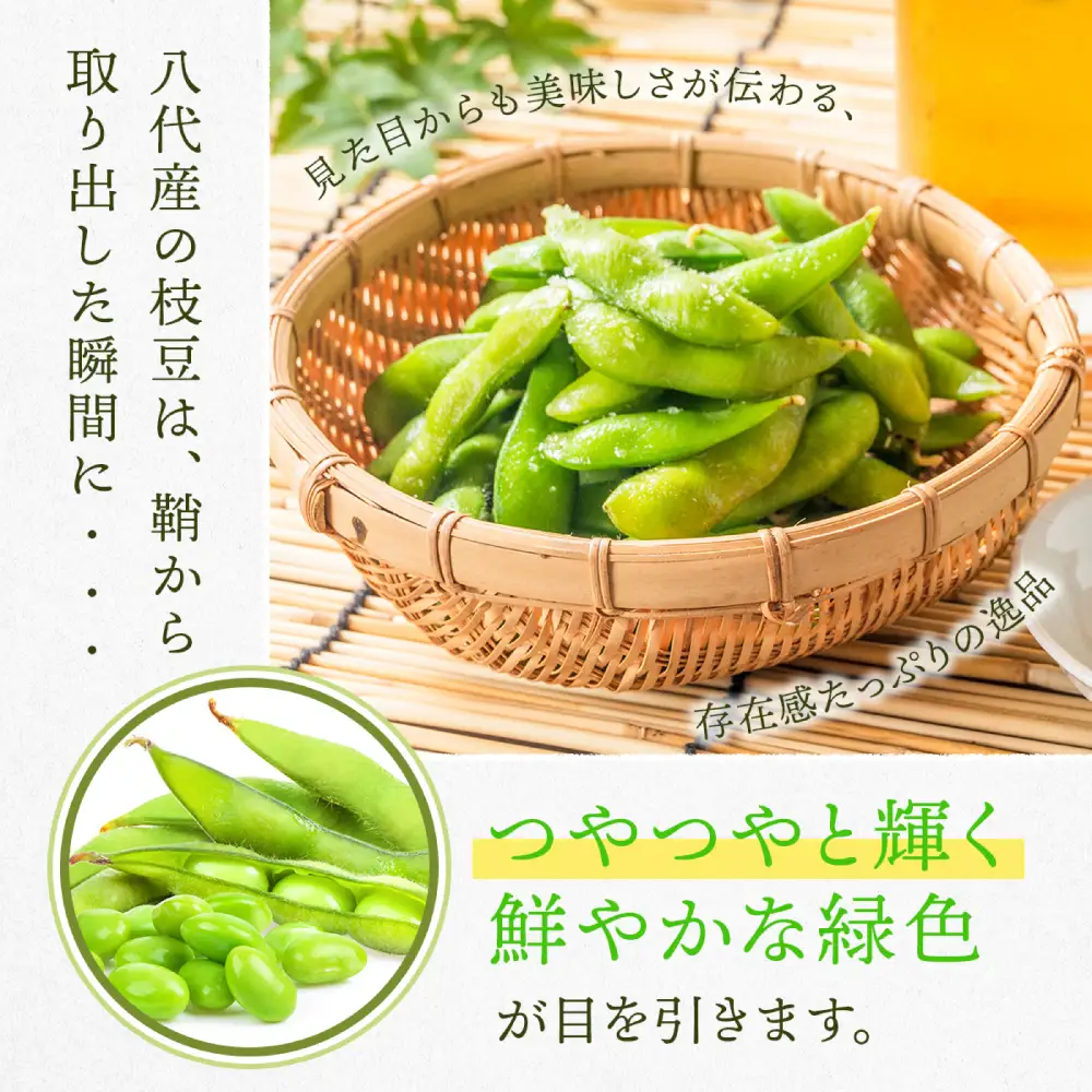 【先行予約】 熊本県八代市産 枝豆 1.5kg 野菜 えだまめ 【2026年7月上旬より順次発送】