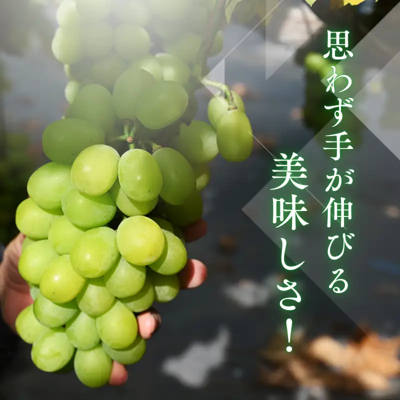【先行予約】仙遊寺 シャインマスカット 約2kg（家庭用）【V003810K2】