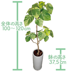 2026年9月上旬～発送【観葉植物】ラブリィハート 100cm～120cm ホワイト 陶器鉢【農林水産省 品種登録】 T&P IB057-010 観葉植物 ※北海道・沖縄・離島配送不可