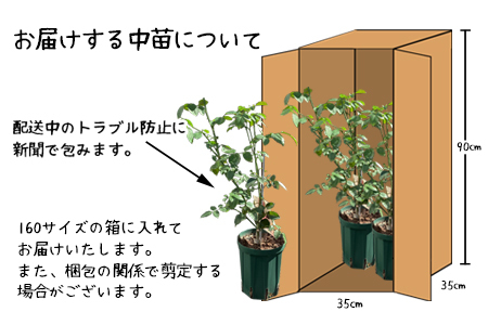 【3本セット】花巻温泉バラ園で育ったバラ中苗 5号サイズ
