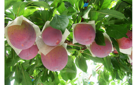 すもも 貴陽 約1.5kg 化粧箱入 6-8玉《7月前半から順次お届け》[JAふえふき 山梨県 中央市 21470470] フルーツ 果物 くだもの 1.5キロ 季節限定 期間限定 数量限定 山梨 山梨県産【2026年7月上旬～7月下旬発送予定】