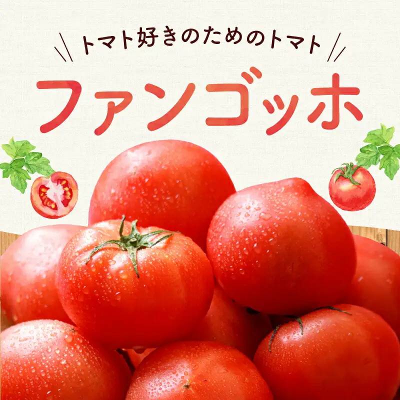 【先行予約】トマト好き必見！ファンゴッホ 4kg 肉厚中玉トマト_Y124-0027