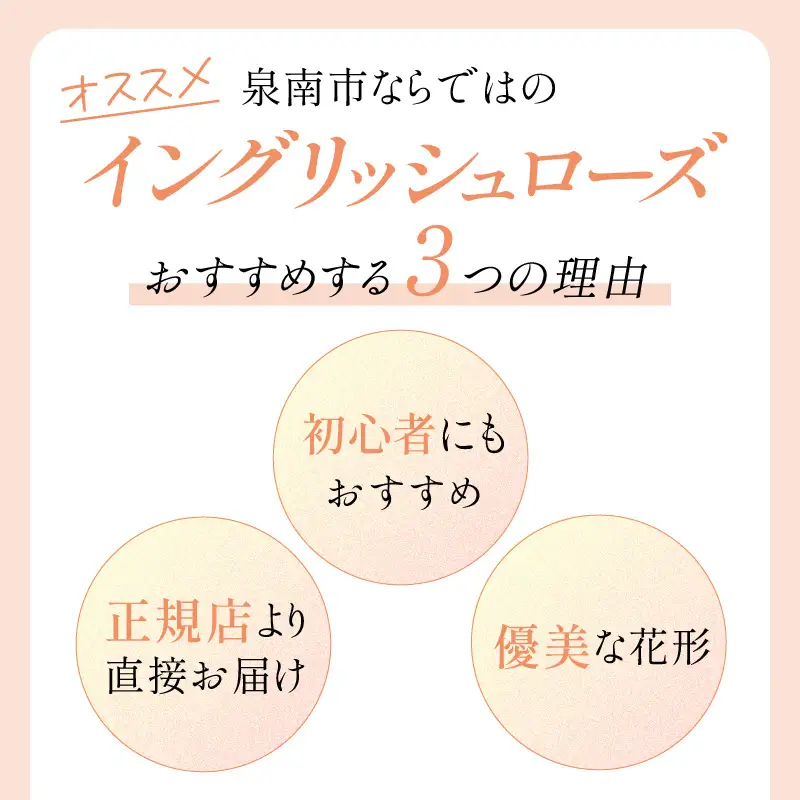【イングリッシュローズ】デビッド・オースチン ボスコベル 6L鉢苗（バラ専用肥料付）【025D-049】