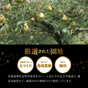 スーパー ラ・フランス 1.5kg 洋梨 フルーツ 果物 山形 08-01-197