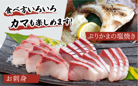 高評価！活じめ！黒瀬ぶりの生鮮ブリフィレー 1.5kg前後 (2026年5月発送)_K001-004