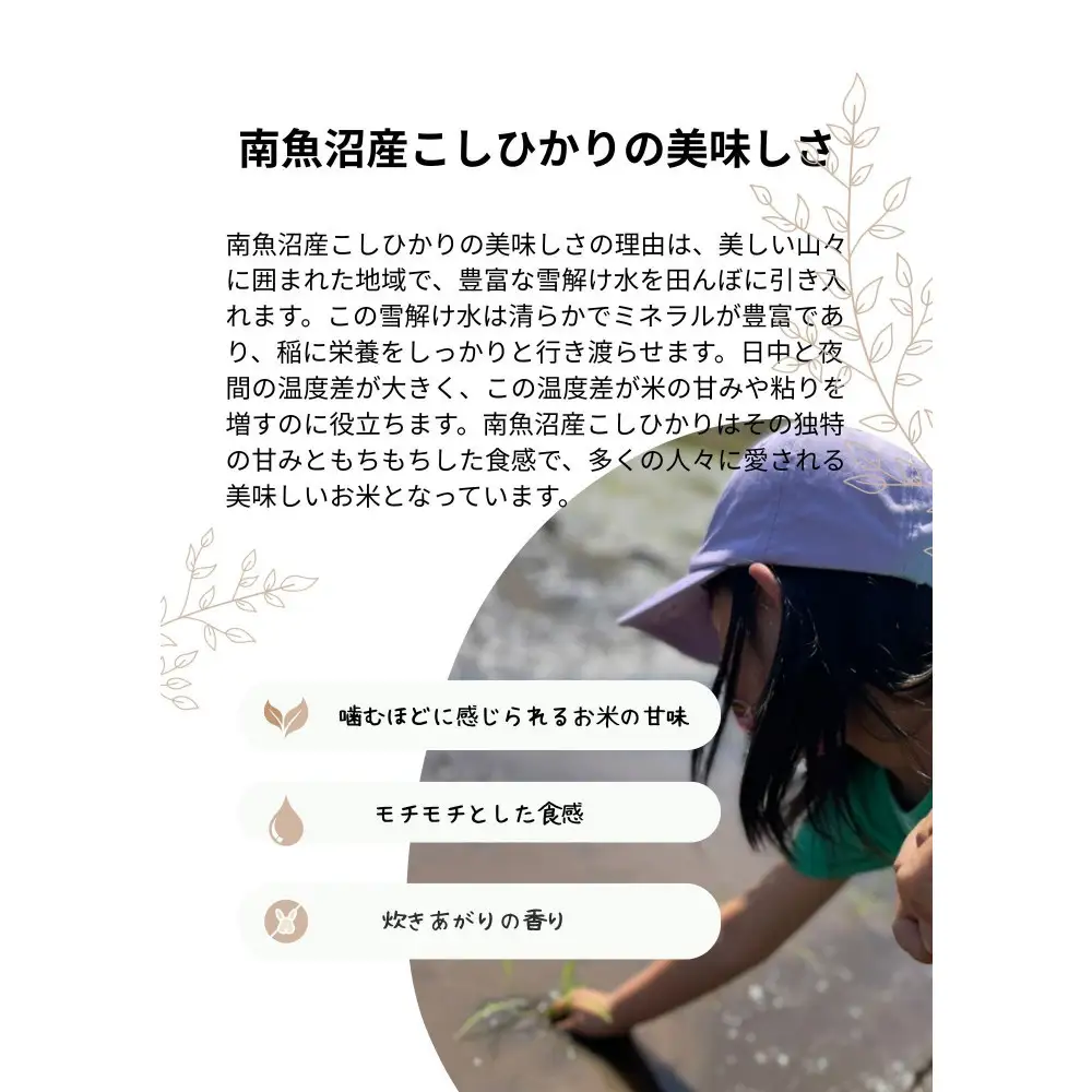 令和7年 南魚沼産こしひかり3kg