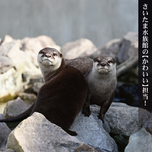 さいたま水族館 年間パスポート 引換券 大人 観光 魚 お出かけ 水族館 埼玉県 羽生市