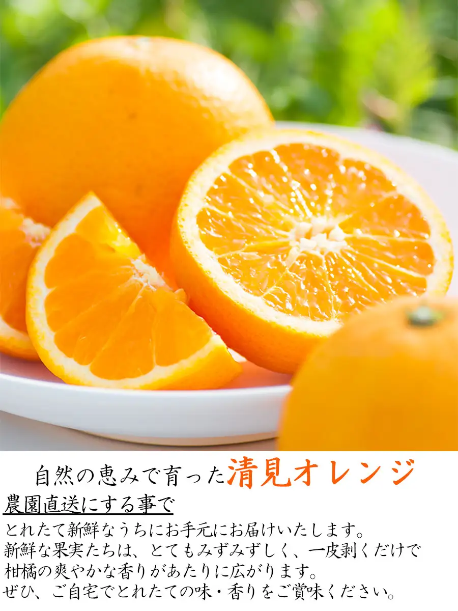 訳あり 清見オレンジ 混合 7.5Kg【令和9年3月から発送】清見オレンジ