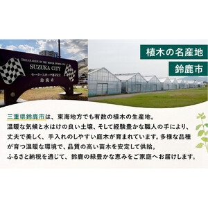 【産地直送】元気なタマリュウ(7.5pot)60本セット[約1.5平方メートル分]