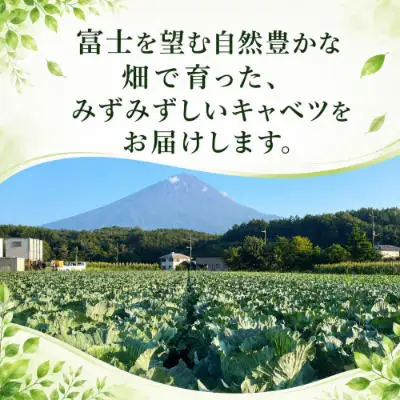【2026年出荷分先行予約】富士山キャベツ　3kg