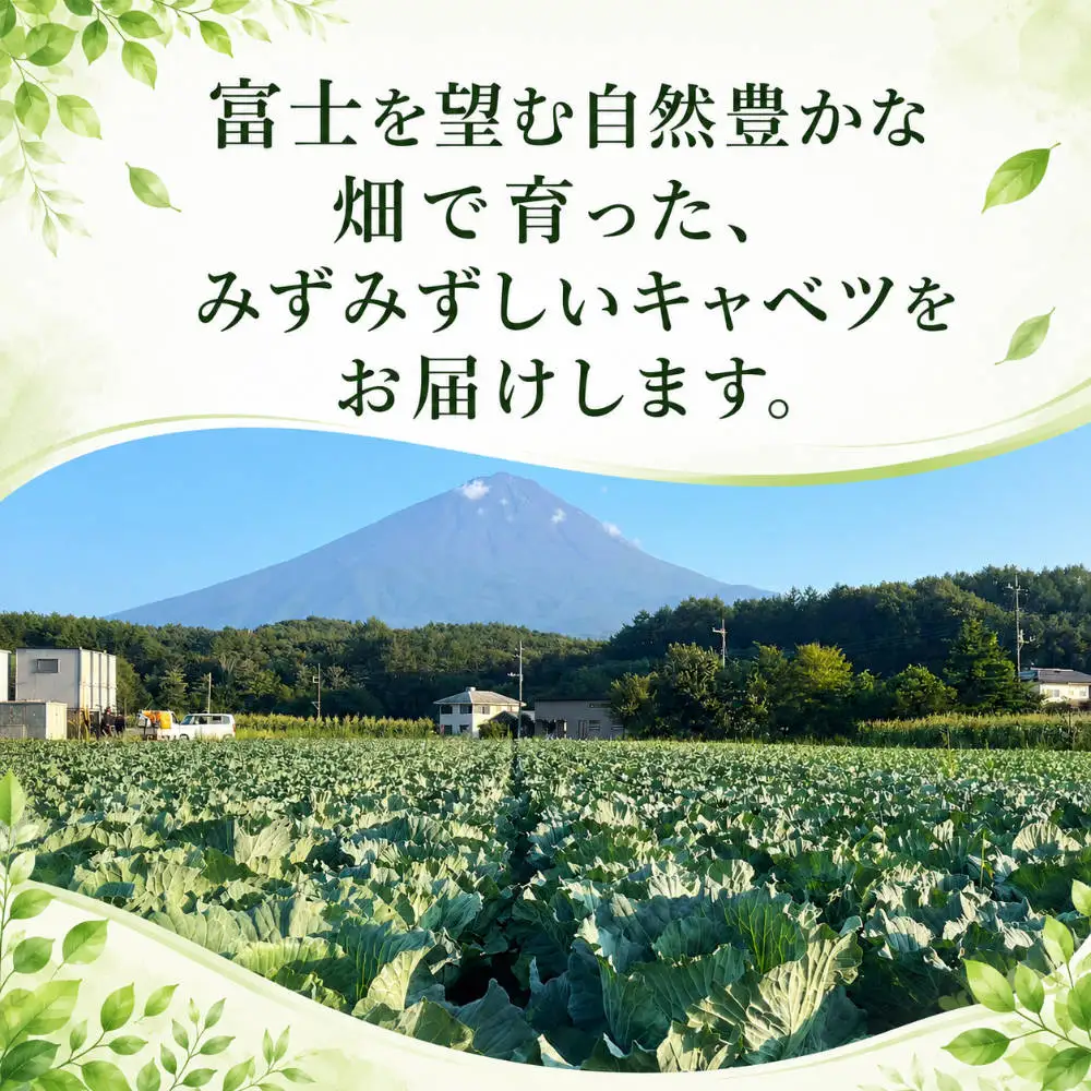 【2026年出荷分先行予約】富士山キャベツ　8kg