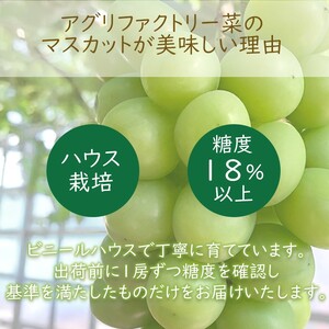 早期予約 朝採り シャインマスカット 1房 (約600g)