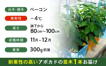 アボカド苗木 80?100cm 品種【ベーコン】 2年生苗 長崎県産 耐寒 / アボカド 苗木 国産 苗 定植 あぼかど / 諫早市 / アボカド長崎農園[AHEA005]