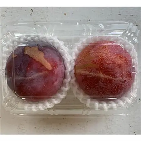 【2026年発送】訳ありプラム(すもも) 約1.2kg(6～12個)【配送不可地域：離島】【1714479】