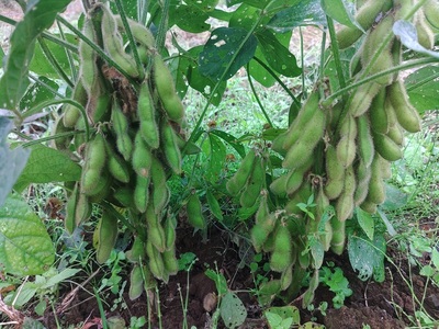 上野原産　津久井在来大豆 2ｋｇ　～栽培期間中農薬化学肥料不使用栽培 上野原の地形が作った雑穀の歴史～