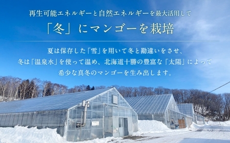 ［ 先行受付 ］ おとふけ産マンゴー 「 白銀の太陽 」 3Lサイズ × 1玉 【 C94 】《2026年11月上旬より発送開始予定》