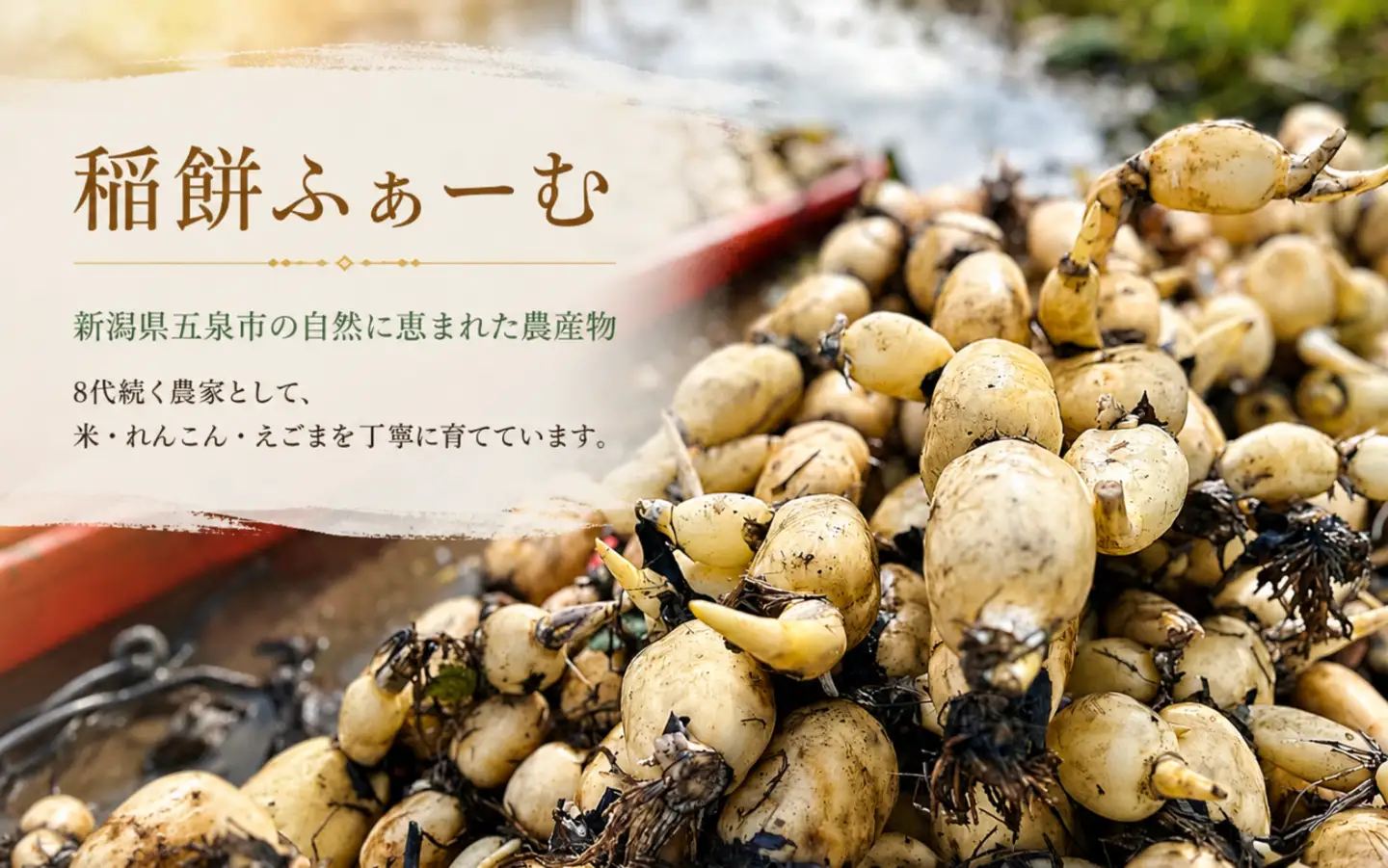 【先行予約品】蓮根粉 200g(100g×2個)＆ 五泉八代目レンコン 2kg(500g×4袋) | レンコン 蓮根 レンコンパウダー 野菜 根菜 産地直送 国産 新潟県 五泉市 稲餅ふぁーむ