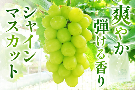 日光産シャインマスカットとクイーンニーナの食べ比べセット《2026年9月上旬より順次発送》ぶどう [0911]
