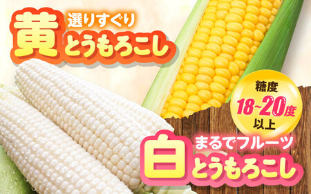 【2026年8月下旬以降順次発送】 白と黄色のとうもろこし 各5kg |  とうもろこし とうきび トウモロコシ コーン 野菜 やさい 北海道 産地直送 |  道の駅 真狩フラワーセンター[BPAM019]