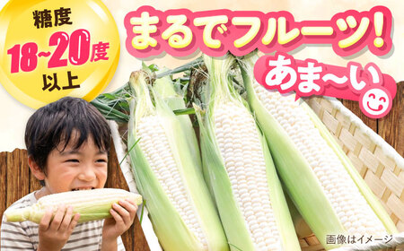 【先行予約】とうもろこし 白 5kg [BPAM021] とうもろこし