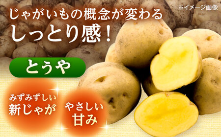 【2026年10月上旬以降順次発送】 じゃがいも とうや 10kg  |  じゃがいも とうや 野菜 やさい 北海道 産地直送 |  道の駅 真狩フラワーセンター[BPAM023]