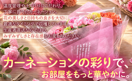 【母の日までにお届け（4/20までに決済完了）】生産者直送　想いを届けるカーネーション花束・T164