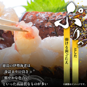 伊勢海老 300g 1尾 伊勢海老