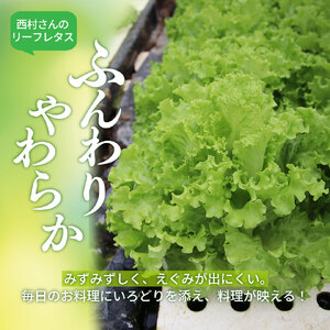【ふるさと納税】 ＜佐川町産 リーフレタス 5袋＞水耕栽培 野菜 高知 新鮮 西村農園 【冷蔵】