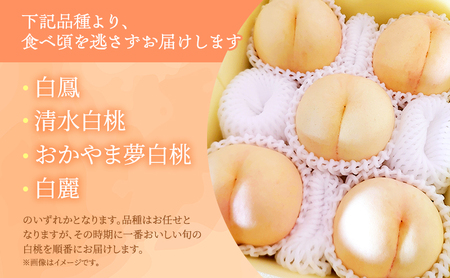 桃 2026年 先行予約 岡山県産 白桃 品種おまかせ ご家庭用 1.5kg(4～6玉) 朝採れ 農家直送 限定60箱
