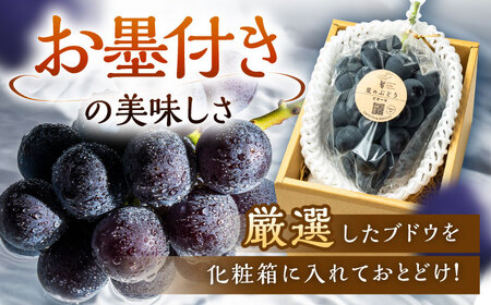 【2026年8月中旬より発送】ピオーネ 1房 贈答用 秀品・化粧箱入り [AIAB015]