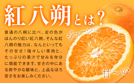 はっさく 紅八朔 約5kg
