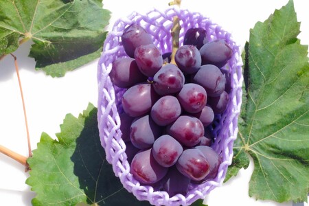 【2026年発送先行予約】南アルプス市産　富士の輝き1房(600g以上) ALPDD021