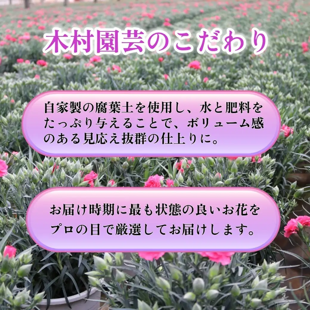 カーネーション 5号 1鉢 母の日 色 種類 おまかせ