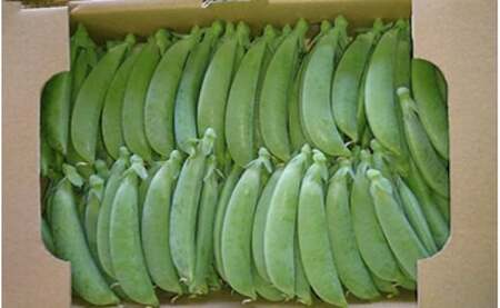 熊本県ＪＡくま産　球磨のスナップエンドウ 1kg 【先行受付】【2027年1月中旬～3月下旬迄発送予定】