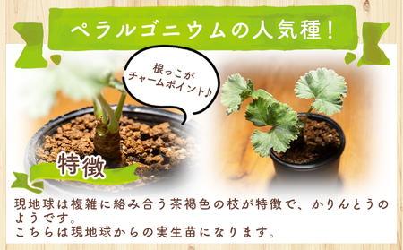 塊根植物 ミラビレ ペラルゴニウム 塊根植物 cc-0013
