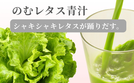 【保存料無添加青汁】のむレタス青汁（3g×30包） 無添加青汁　デキストリンフリー青汁　デキストリン無添加青汁　粉末青汁　ヘルシー青汁　健康青汁　野菜青汁　植物性青汁　ハラル青汁　ハラール青汁　野菜摂取　駒ヶ根市