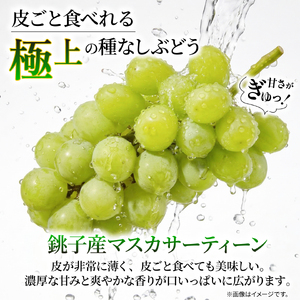 訳あり マスカサーティーン 2房 1kg 以上 数量限定 種なし