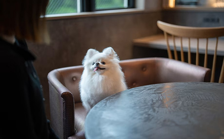 伊香保温泉doggyスイートペロ旅行券30000円 旅行 観光 ホテル 旅館 旅行券 F4H-0711