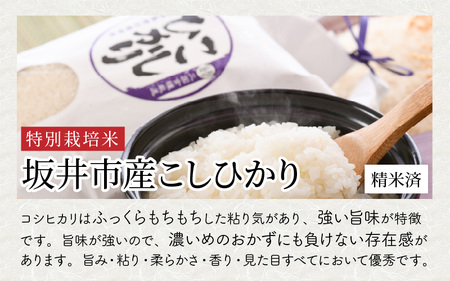 【令和7年産】坂井市産 特別栽培米 こしひかり 5kg 精米 コシヒカリ お米 こめ ご飯 人気 品種 ブランド米 数量限定 [A-6119]