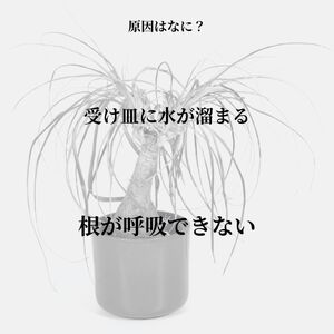 根腐れを防ぐポットスタンド ホワイト 置き・掛け兼用 3号鉢タイプ キープロダクション ポットスタンド