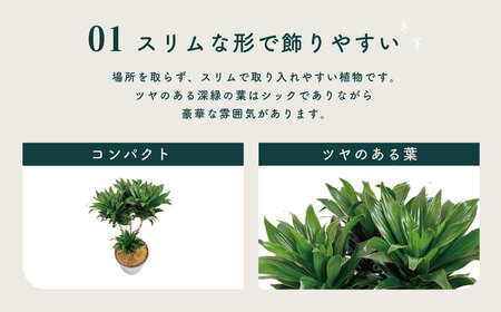観葉植物 ドラセナコンパクタ8号（約H80cm～100cm） / 秦野 神奈川 インテリア オシャレ 室内