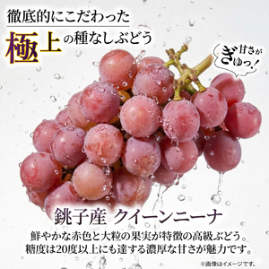 訳あり ブドウ クイーンニーナ 2房 1kg以上 数量限定 種なし ブドウ