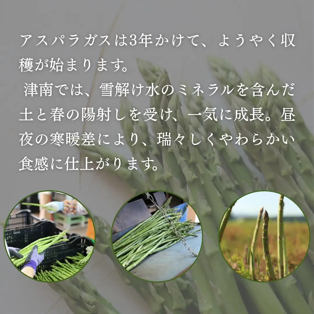 アスパラ 2kg（2L1kg LA?L1kg）雪室予冷 | 津南町 アスパラ