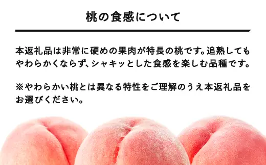 《先行予約》山形県産 かための白桃 秀品 約3kg (6～13個程度) 2026年8月中旬～9月上旬頃発送予定 山形県産 送料無料 nf-mokhs3